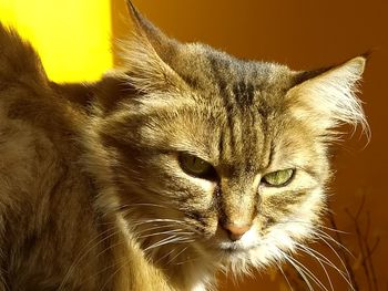 Close-up portrait of a cat