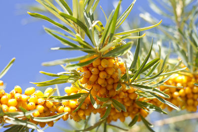 Low angle view of fruits growing on tree