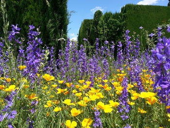 Flowers growing on tree against sky