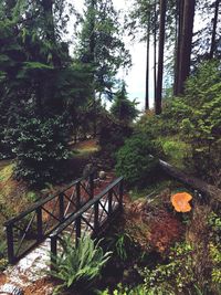 Scenic view of forest