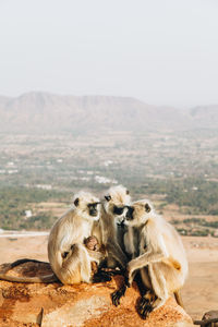 Monkeys on a mountain