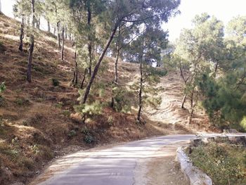 Road amidst trees in forest against sky