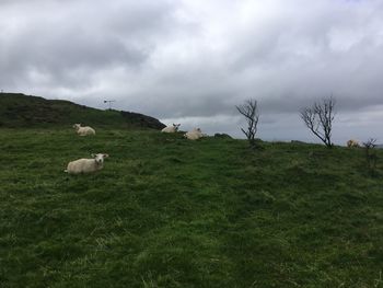 Sheep on field against sky