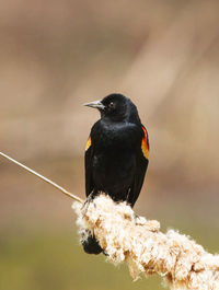 Close-up of penguin perching on a branch