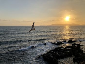 Scenic view of the sea against the sky during sunset with lone seagull