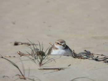 Close-up of kentish plower nesting on sand
