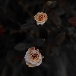 High angle view of rose bouquet