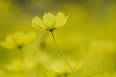 Close-up of yellow flower blooming outdoors