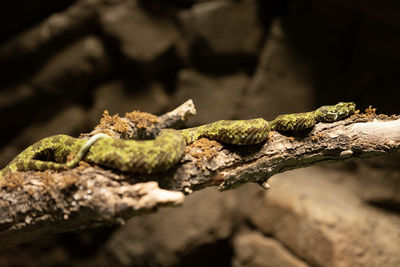 Close-up of lizard on rock