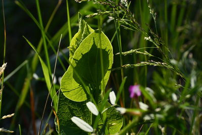 Close-up of purple flowering plant on field