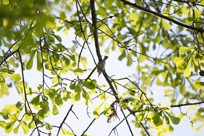 Low angle view of bird perching on tree