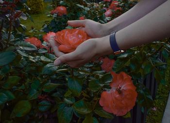 Midsection of person holding flowering plant