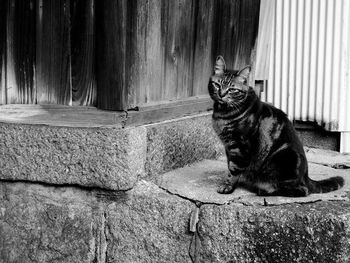 Portrait of cat sitting outdoors