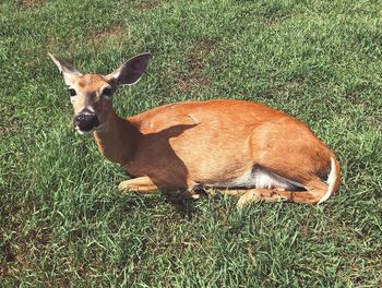 View of deer on field