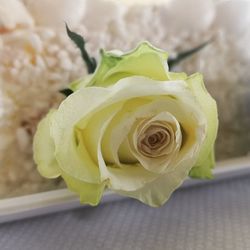 Close-up of rose bouquet