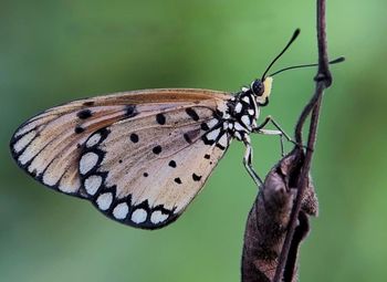insect