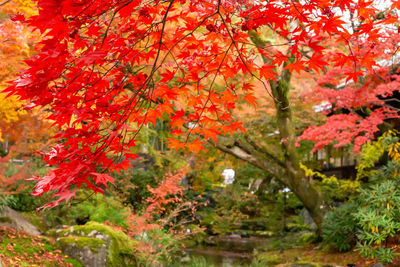 Red maple leaves on tree during autumn