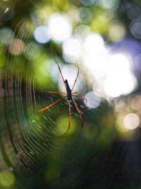 Close-up of spider on web