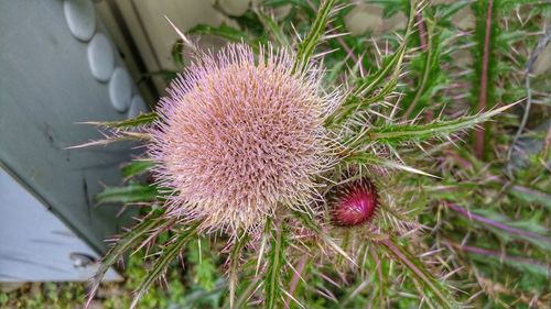 Close-up of thistle cactus