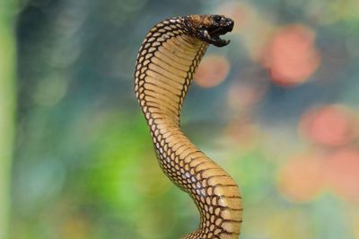 Close-up of a lizard