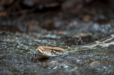 Close-up of lizard on rock