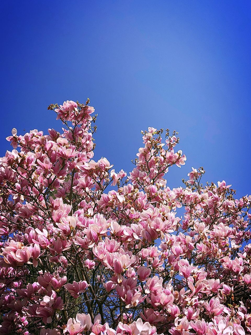 CHERRY BLOSSOM TREE AGAINST BLUE SKY