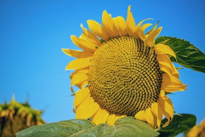 Close-up of sunflower against clear sky