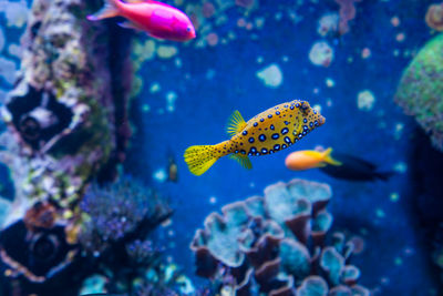 Close-up of fish swimming in sea