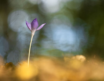 Close-up of purple flowering plant