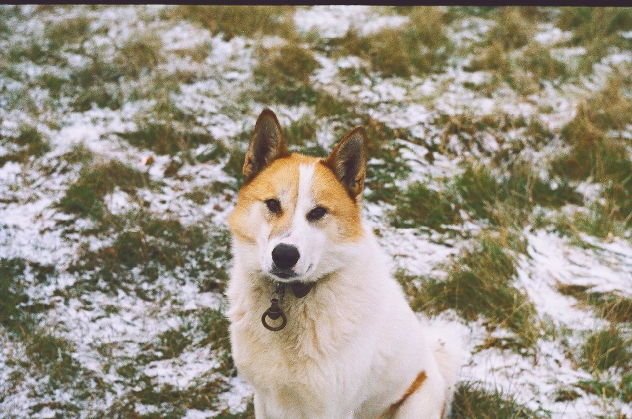 animal themes, mammal, one animal, domestic animals, pets, dog, portrait, looking at camera, animal head, field, close-up, nature, tree, focus on foreground, outdoors, day, no people, white color, front view, snow