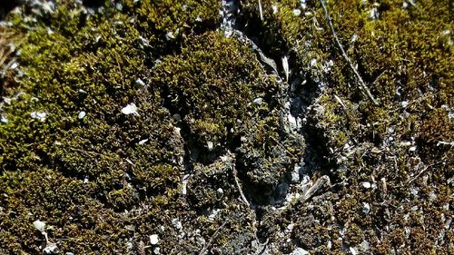 Full frame shot of moss growing on rock