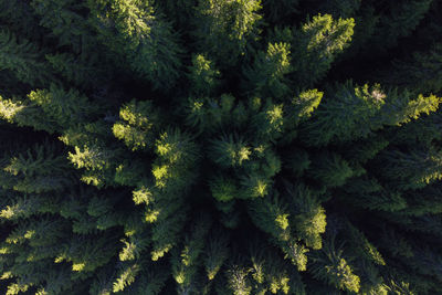 Aerial summer view of the green forest