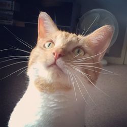 Close-up portrait of cat at home