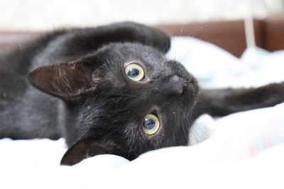 Close-up of black cat