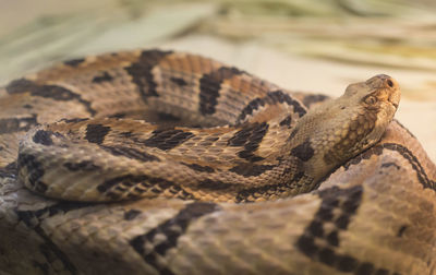 Close up of a canebrake rattlesnake crotalus horridus resting in an enclosure