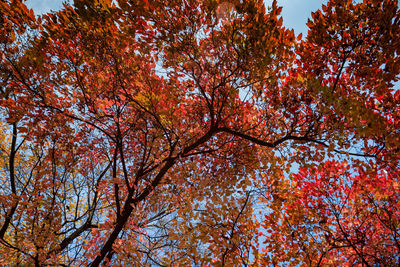 Low angle view of maple tree against sky