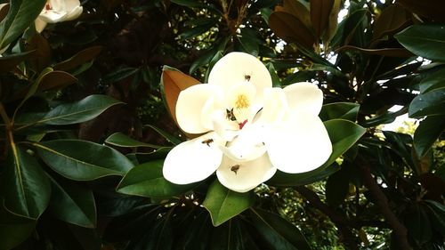 Close-up of white flowers blooming on tree