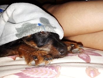 Close-up of a dog sleeping on bed