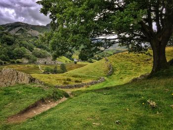 Scenic view of green landscape