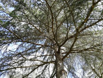 Low angle view of trees in forest against sky