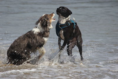 Dog in the sea