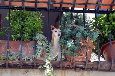 Portrait of dog by potted plants