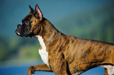 Dog looking away while standing by lake