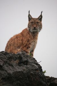 Low angle view of cat on rock against sky