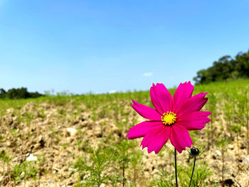 Close-up of pink flower on field against clear sky