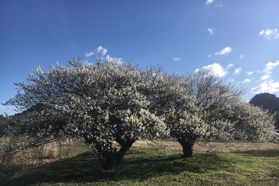 Trees on field against sky