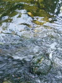 Reflection of trees in water