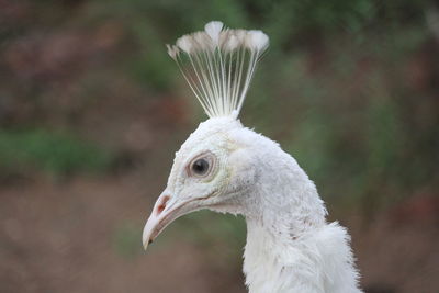 Close-up of a bird