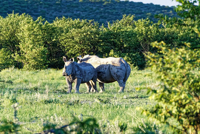 Horses standing in a field