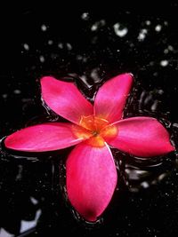 Close-up of pink water lily